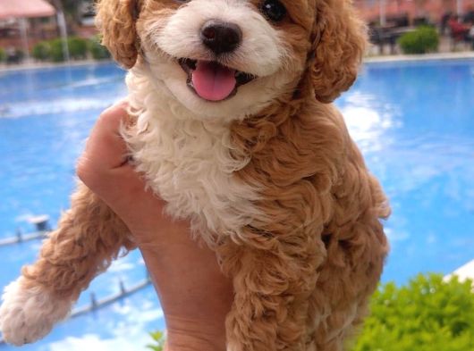 Özel Renk F2 Maltipoo Yavruları görsel