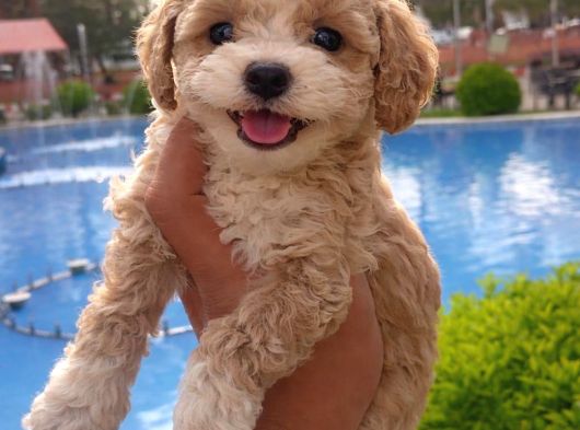 Özel renk F2 maltipoo yavruları
