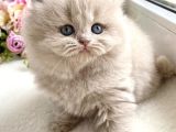 İpeksi tüylü Lilac British Longhair