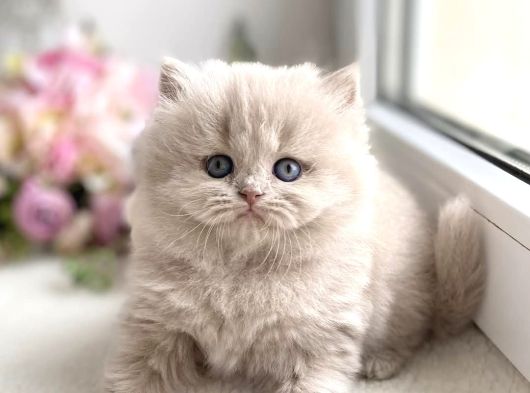 İpeksi Tüylü Lilac British Longhair görsel