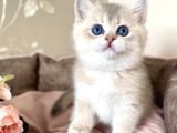 Özel Tüyleriyle Ay Golden British Shorthair