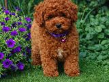 Toy Poodle Yavrularımız
