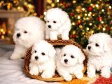 Bichon Frise Yavrularımız