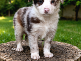 Safkan Border Collie Yavruları