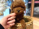 Safkan Olmasına Önem Verenlere Özel Garantili Toy Poodle