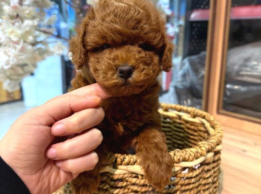 Safkan Olmasına Önem Verenlere Özel Garantili Toy Poodle görsel