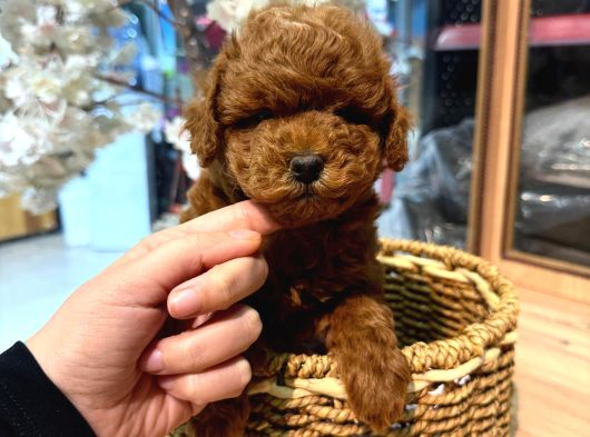 Safkan Olmasına Önem Verenlere Özel Garantili Toy Poodle