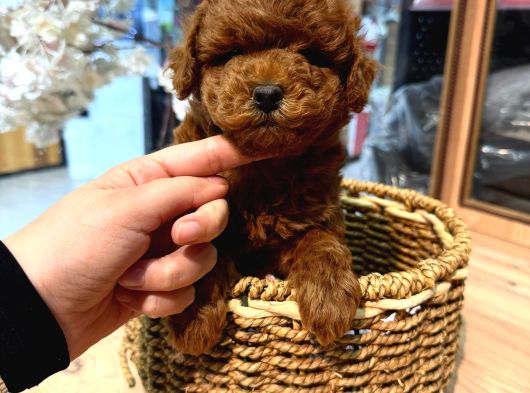 Safkan Olmasına Önem Verenlere Özel Garantili Toy Poodle görsel