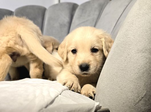 Tarçın Ve Krem Renk Golden Bebekler görsel