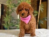 Poodle Yavrularimiz Hazir
