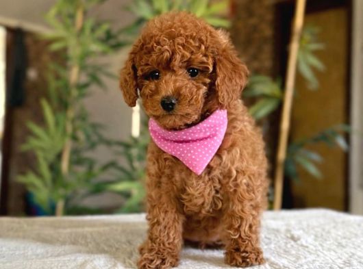 Poodle Yavrularimiz Hazir görsel