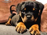 A şecereye sahip Rottweiler yavrularim