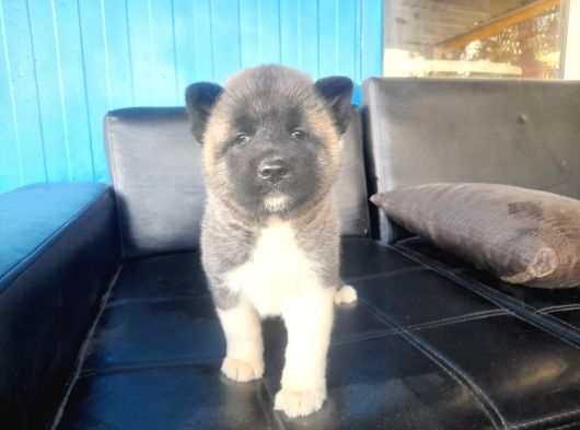 Üst Düzey Amerikan Akita Yavrularimiz görsel