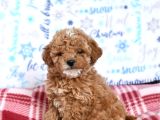 Kahve Tonlu Malti̇poo Ci̇nsi̇ Yavrular