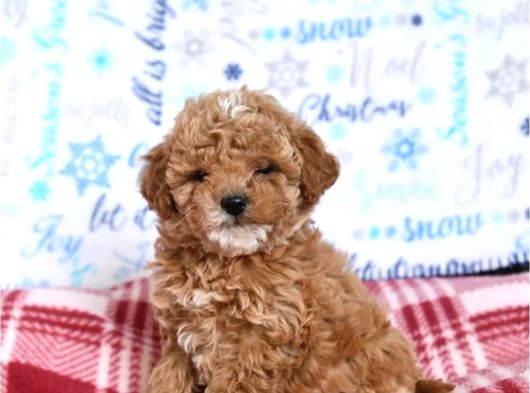 Kahve Tonlu Malti̇poo Ci̇nsi̇ Yavrular görsel