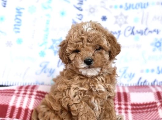 Kahve Tonlu Malti̇poo Ci̇nsi̇ Yavrular