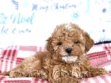 Kahve Tonlu Malti̇poo Ci̇nsi̇ Yavrular
