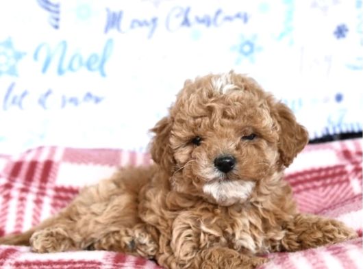Kahve Tonlu Malti̇poo Ci̇nsi̇ Yavrular görsel