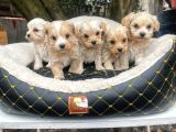 Kahve Tonlu Malti̇poo Ci̇nsi̇ Yavrular