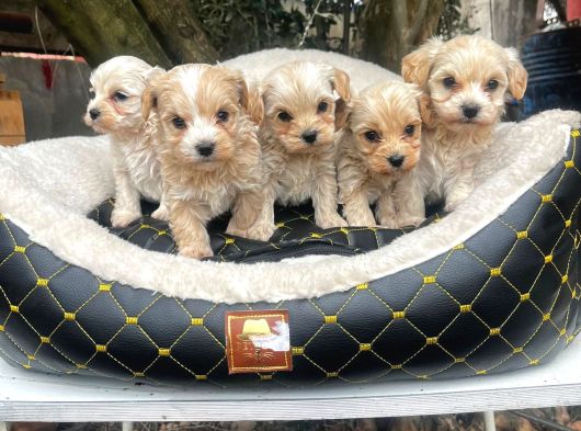 Kahve Tonlu Malti̇poo Ci̇nsi̇ Yavrular görsel