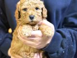 Kahve Tonlu Malti̇poo Ci̇nsi̇ Yavrular