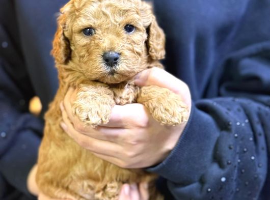 Kahve Tonlu Malti̇poo Ci̇nsi̇ Yavrular görsel