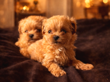Eşsiz Miniklikte Kore Maltipoo