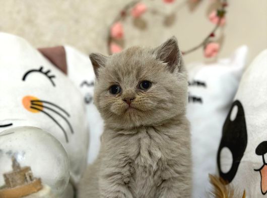 Safkan Lilac Yavruları Yeni Sahibini Arıyor görsel