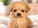 Eşsiz Miniklikte Kore Maltipoo