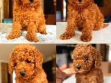 Poodle Yavrularimiz Hazir