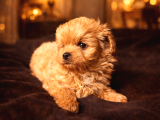 Eşsiz miniklikte kore maltipoo