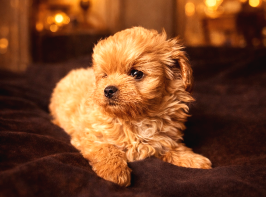 Eşsiz Miniklikte Kore Maltipoo
