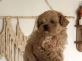 Eşsiz Miniklikte Kore Maltipoo