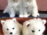 Kar Beyaz Samoyed Yavrular