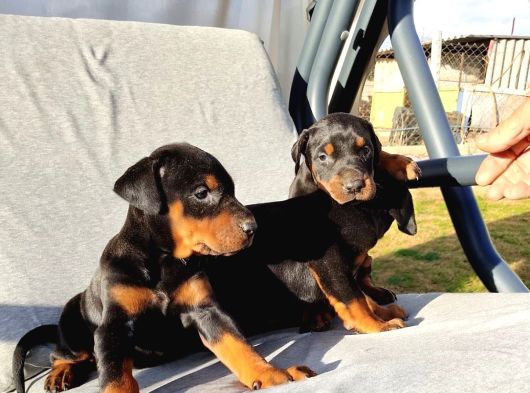 Kizil-Si̇yah Doberman Yavrularimiz