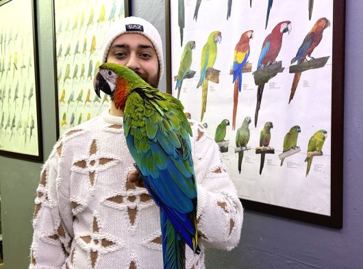 Hi̇bri̇t Macaw Sağlikli Eği̇ti̇mli̇ Konuşan görsel