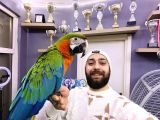 Hi̇bri̇t Macaw Sağlikli Eği̇ti̇mli̇ Konuşan