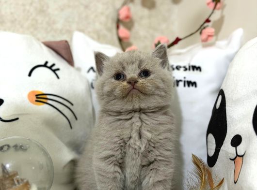 Safkan Lilac Yavrularımız Yeni Sahibini Arıyor görsel