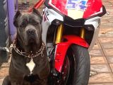 ÜCRETSİZ Cane Corso  Acil Yuva Arıyor
