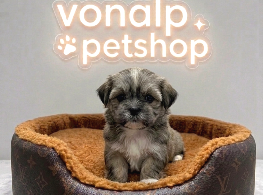 Vonalp Pet Garantisiyle Tea Cup Morkie Yavrulari görsel