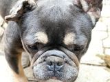Fransız Bulldog Için Yeni Yuva Aranıyor