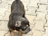 Fransız Bulldog Için Yeni Yuva Aranıyor
