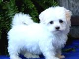 KAR BEYAZ MALTESE TERRİER CİNSLERİ