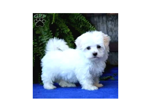 Kar Beyaz Maltese Terri̇er Ci̇nsleri̇