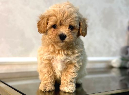 Malti̇poo Ci̇nsi̇ Yavrular Ev Üreti̇mi̇