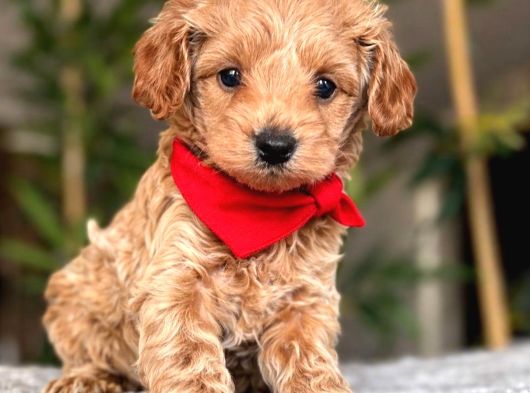 Malti̇poo Ci̇nsi̇ Yavrular Ev Üreti̇mi̇ görsel