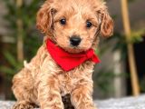 Malti̇poo Ci̇nsi̇ Yavrular Ev Üreti̇mi̇