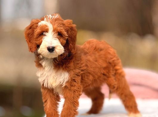 Malti̇poo Ci̇nsi̇ Yavrular Ev Üreti̇mi̇