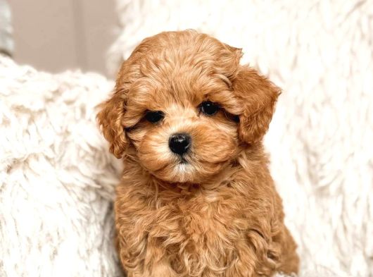 Toy Poodle Sevi̇mli̇ Yavrular Ev Üreti̇mi̇
