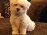 Kar Beyaz Maltese Terri̇er Ci̇nsleri̇